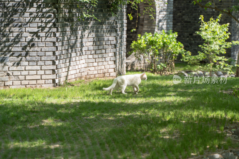 白色的猫在园林草地行走