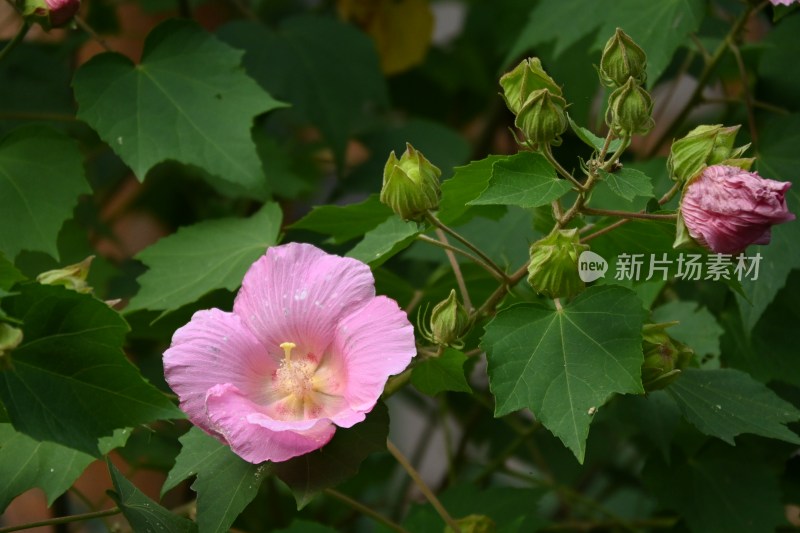 木芙蓉花朵