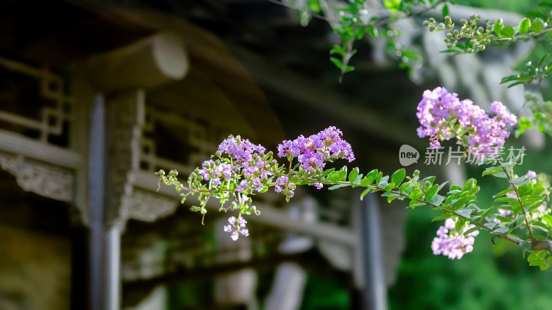 淮安市吴承恩故居内部的紫薇花