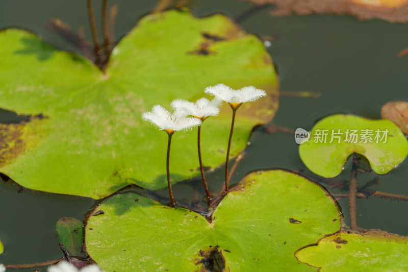 水生植物金银莲花的花朵