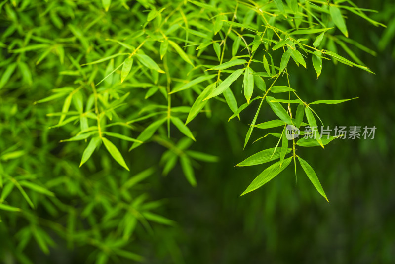 绿色竹叶背景