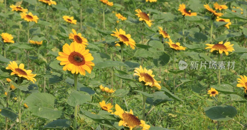 向日葵 花海 花田