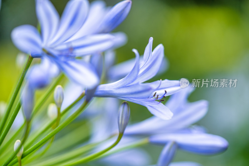 植物百子莲开花特写