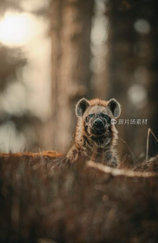 野生动物食腐动物鬣狗