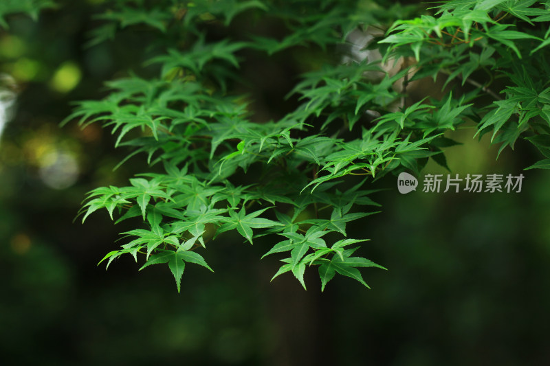 鸡爪槭枫叶绿叶