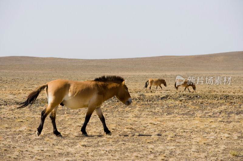 新疆 蒙古野马