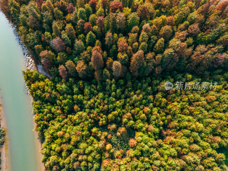 佛山顺德水杉林