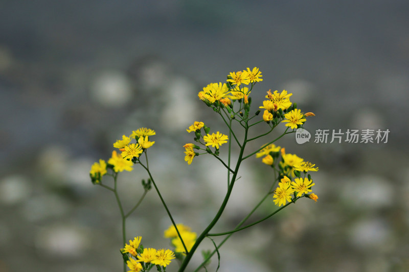 春天户外的野花特写