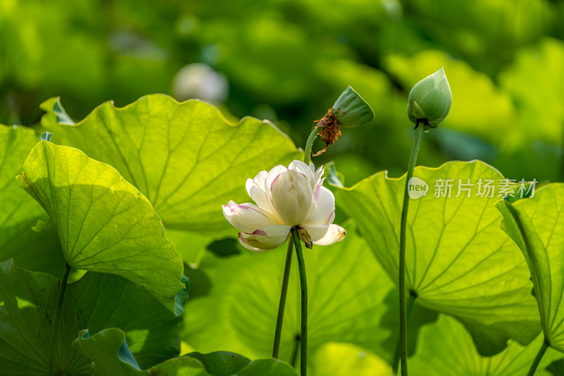 夏天荷花盛开特写