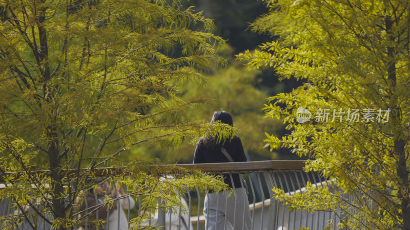 深圳头陂公园秋季实拍