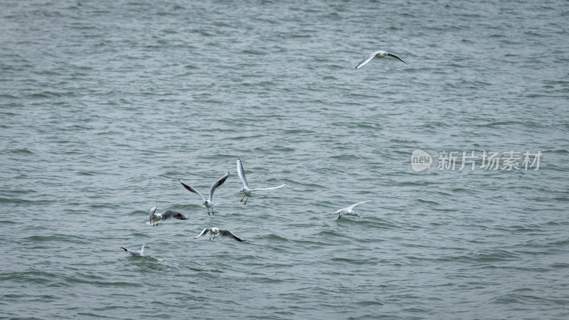 一群海鸥在海面上飞行捕鱼捕食