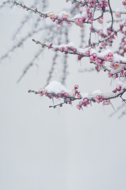 武汉东湖梅园雪中梅花盛开