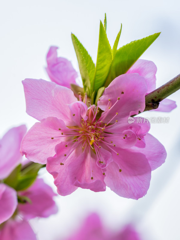 春天的桃花开花特写