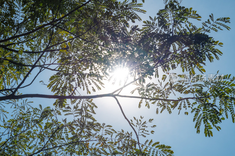阳光下繁茂枝叶仰视景象