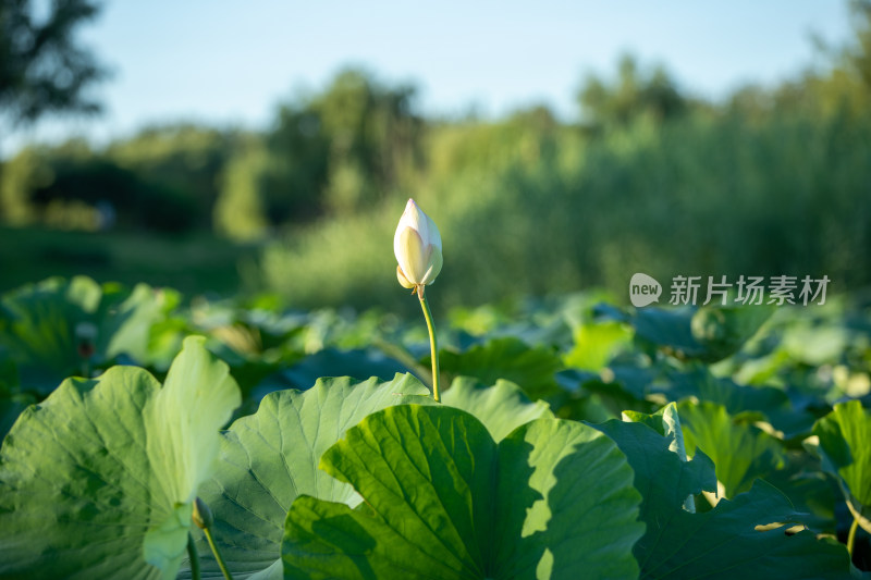 蓝天背影白色荷花图片