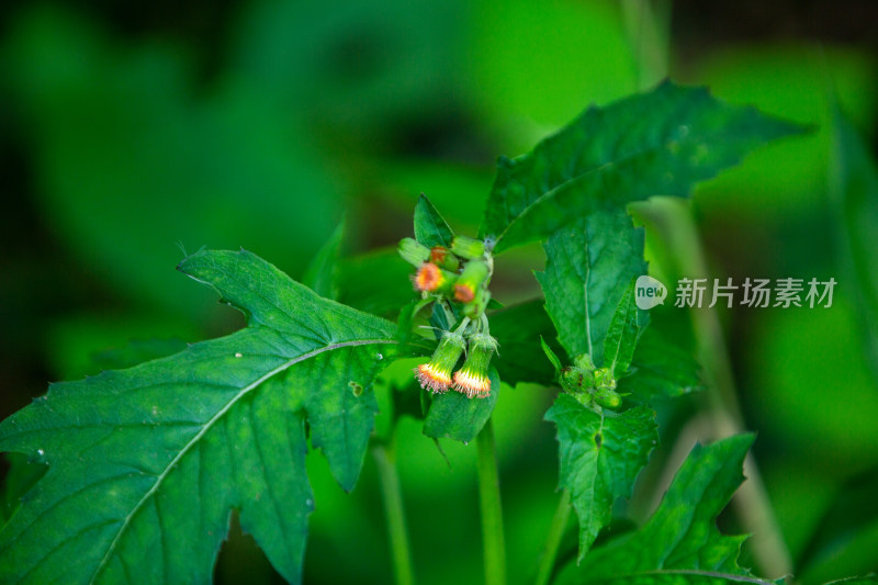 菊科，野茼蒿属直立草本植物