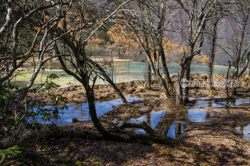 四川阿坝黄龙景区秋日彩池枯树池中倒影