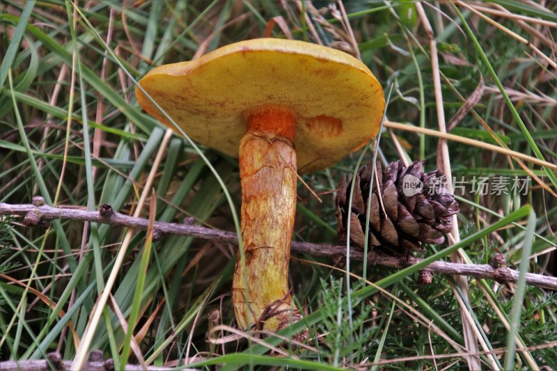 野生菌野生菌蘑菇生长环境菌类山菌