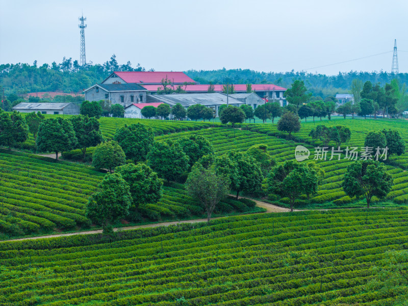 春天的长沙乌山茶场航拍