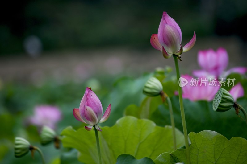 重庆酉阳：夏日荷花别样红