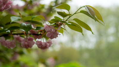 春季樱花素材