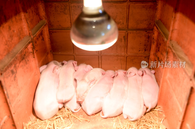 农村现代化生态健康小猪养殖