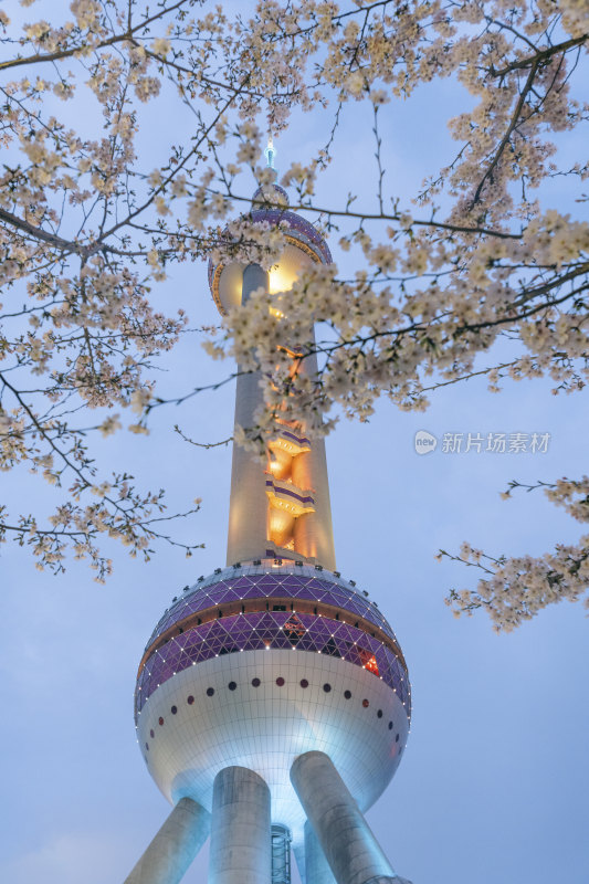 上海东方明珠电视塔与樱花