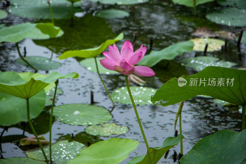 雨后的粉色荷花