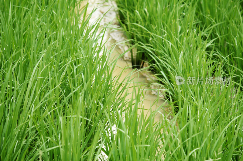 生机勃勃的水田中生长着茂盛的秧苗