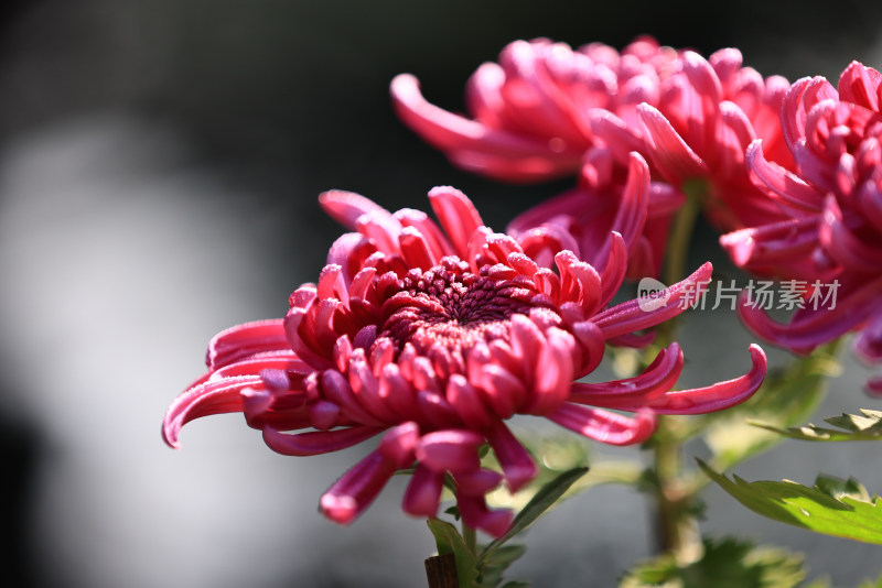 杭州植物园菊花展盛开的玫红色菊花特写