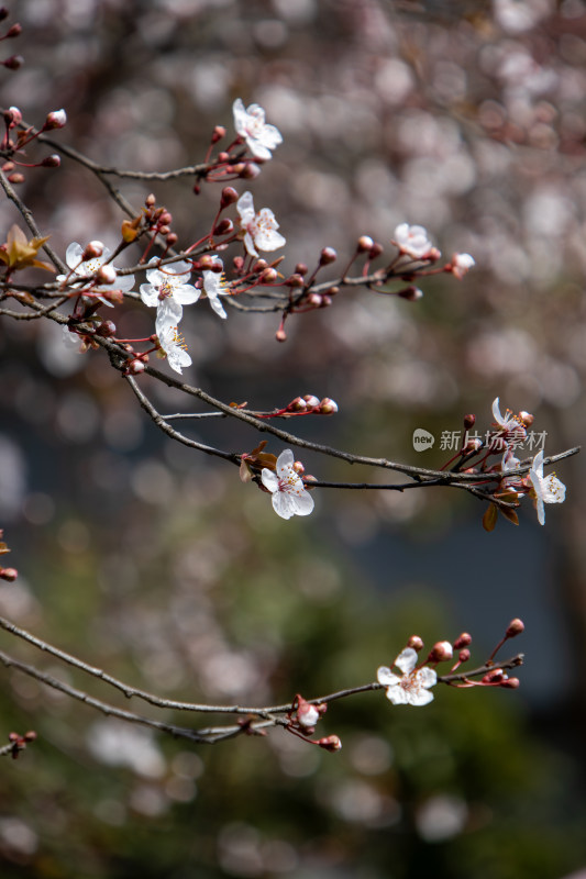 春天枝头绽放的白色鲜花紫叶李