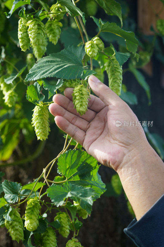 中国东北八月份的啤酒花