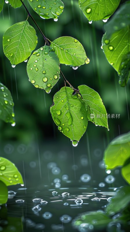 雨后植物绿叶水面树叶水珠生态背景