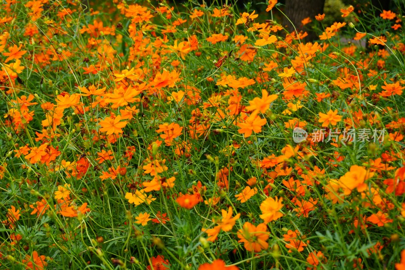 盛开的百日草波斯菊格桑花花丛