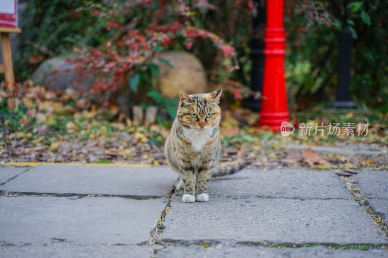 狸花猫走在公园乡村路上