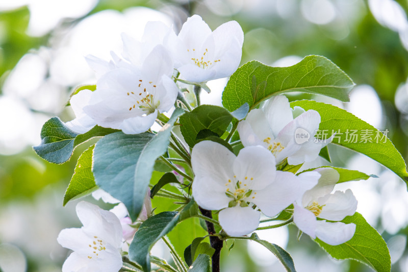 盛开的苹果花海棠花白色花朵春天清新