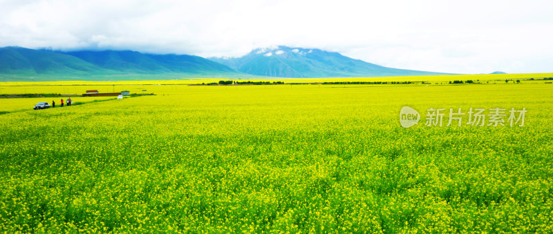 甘肃门源油菜花海