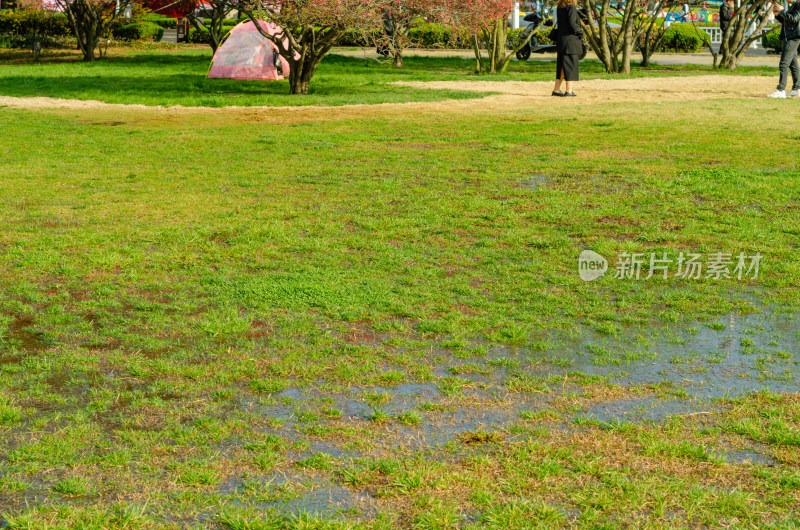 春天绿油油的草地