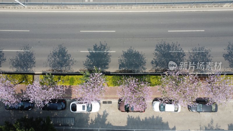 广东东莞：航拍道路旁种植的宫粉紫荆