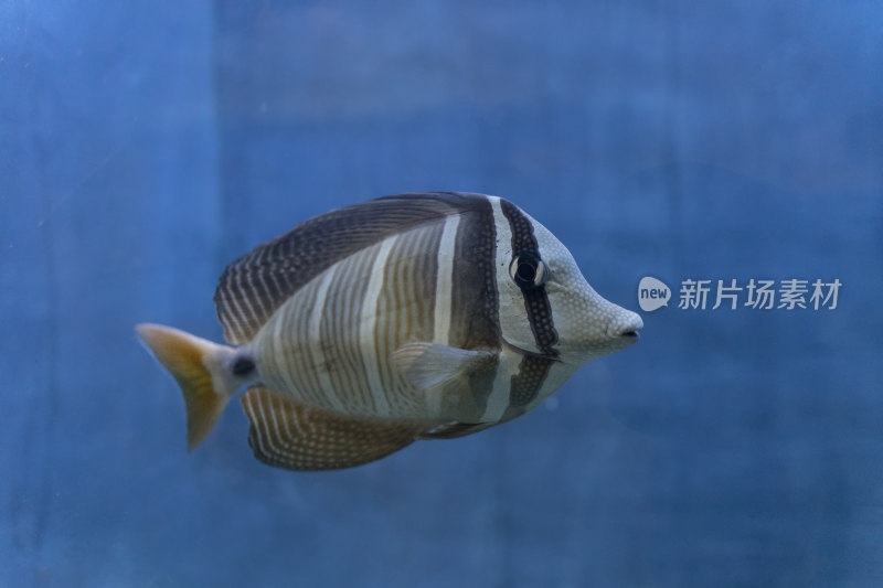 水族箱里的高鳍刺尾鱼