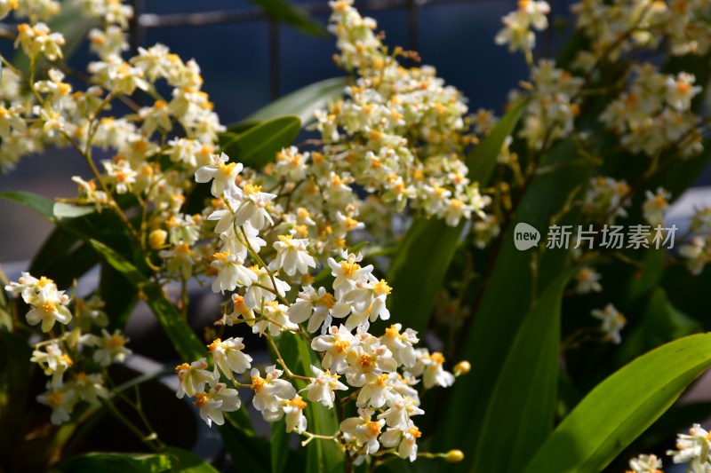 广东东莞：阳台上种植的文心兰开花了