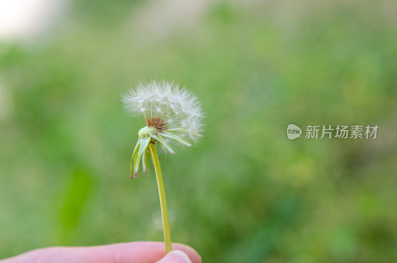 手握着的蒲公英特写