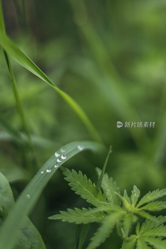 夏天雨后的清新绿叶