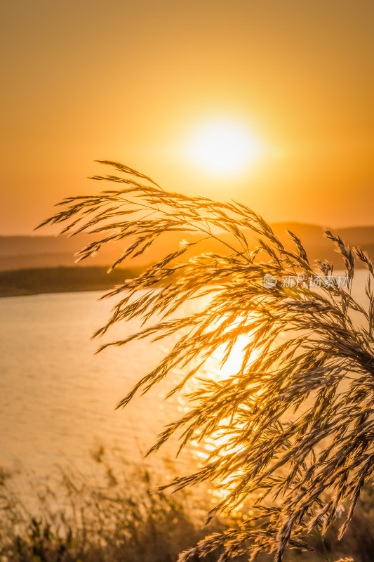 夕阳下河边芦苇荡自然风景