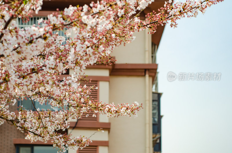 青岛樱花小镇，公寓前樱花已经盛开