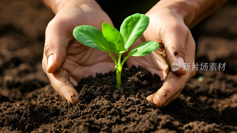 春天春季土壤中种子发芽生长成小芽嫩芽幼芽