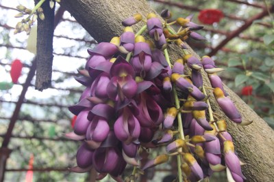 广东东莞：禾雀花盛开