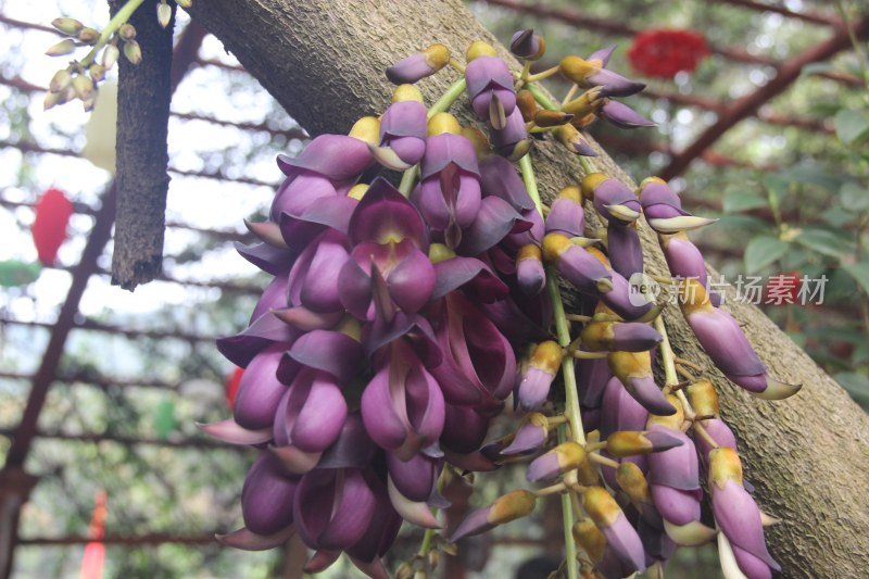 广东东莞：禾雀花盛开