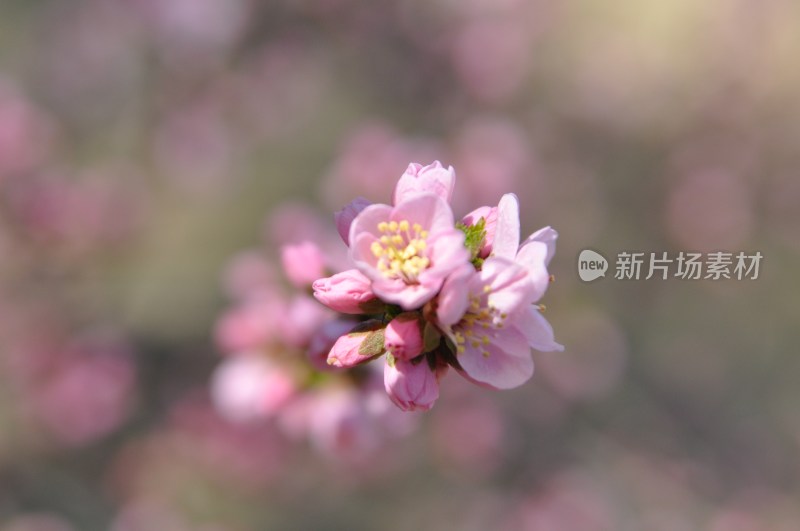 粉色花朵特写展现春日生机