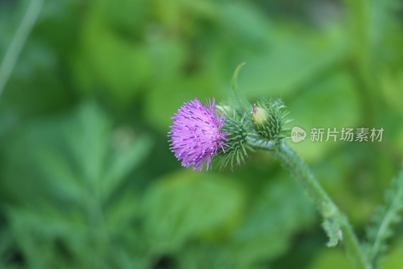 粉色刺打草花 丝毛飞廉